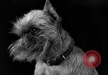 Image of dog show New York United States USA, 1940, second 39 stock footage video 65675044063