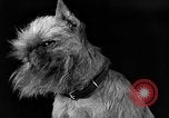 Image of dog show New York United States USA, 1940, second 40 stock footage video 65675044063