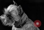 Image of dog show New York United States USA, 1940, second 41 stock footage video 65675044063