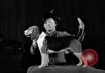 Image of dog show New York United States USA, 1940, second 45 stock footage video 65675044063