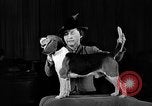 Image of dog show New York United States USA, 1940, second 46 stock footage video 65675044063