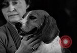Image of dog show New York United States USA, 1940, second 50 stock footage video 65675044063