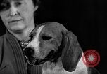 Image of dog show New York United States USA, 1940, second 52 stock footage video 65675044063