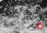 Image of Ho Chi Minh rides pony on jungle trail Vietnam, 1942, second 1 stock footage video 65675044087