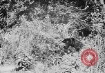 Image of Ho Chi Minh rides pony on jungle trail Vietnam, 1942, second 7 stock footage video 65675044087