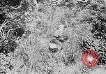 Image of Ho Chi Minh rides pony on jungle trail Vietnam, 1942, second 8 stock footage video 65675044087