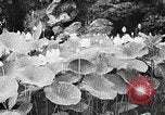 Image of Event honoring Ho Chi Minh Vietnam, 1954, second 4 stock footage video 65675044097
