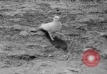 Image of Ho Chi Minh Vietnam, 1954, second 41 stock footage video 65675044099