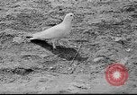 Image of Ho Chi Minh Vietnam, 1954, second 42 stock footage video 65675044099