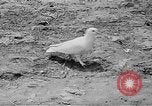 Image of Ho Chi Minh Vietnam, 1954, second 43 stock footage video 65675044099