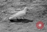 Image of Ho Chi Minh Vietnam, 1954, second 44 stock footage video 65675044099
