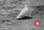 Image of Ho Chi Minh Vietnam, 1954, second 45 stock footage video 65675044099