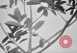 Image of Vietnamese people Vietnam, 1960, second 56 stock footage video 65675044108