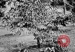 Image of Ho Chi Minh North Vietnam, 1960, second 31 stock footage video 65675044109