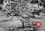 Image of Ho Chi Minh North Vietnam, 1960, second 32 stock footage video 65675044109