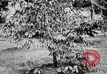 Image of Ho Chi Minh North Vietnam, 1960, second 33 stock footage video 65675044109