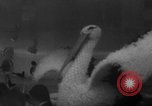 Image of Princess Grace Paris France, 1967, second 21 stock footage video 65675044209