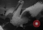 Image of Princess Grace Paris France, 1967, second 22 stock footage video 65675044209