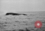 Image of World War I montage France, 1917, second 16 stock footage video 65675044334
