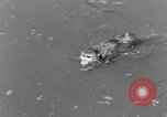 Immagine di Washington Park Zoo scimmie Milwaukee Wisconsin USA, 1933, secondo 43 filmato di repertorio 65675044356