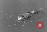 Immagine di Washington Park Zoo scimmie Milwaukee Wisconsin USA, 1933, secondo 44 filmato di repertorio 65675044356