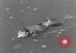 Immagine di Washington Park Zoo scimmie Milwaukee Wisconsin USA, 1933, secondo 45 filmato di repertorio 65675044356
