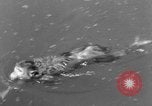 Immagine di Washington Park Zoo scimmie Milwaukee Wisconsin USA, 1933, secondo 46 filmato di repertorio 65675044356