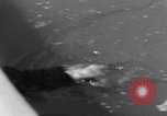 Immagine di Washington Park Zoo scimmie Milwaukee Wisconsin USA, 1933, secondo 47 filmato di repertorio 65675044356