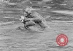 Immagine di Washington Park Zoo scimmie Milwaukee Wisconsin USA, 1933, secondo 50 filmato di repertorio 65675044356