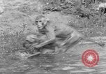 Immagine di Washington Park Zoo scimmie Milwaukee Wisconsin USA, 1933, secondo 54 filmato di repertorio 65675044356
