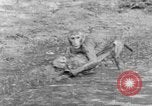 Immagine di Washington Park Zoo scimmie Milwaukee Wisconsin USA, 1933, secondo 55 filmato di repertorio 65675044356