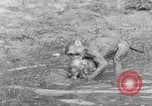 Immagine di Washington Park Zoo scimmie Milwaukee Wisconsin USA, 1933, secondo 56 filmato di repertorio 65675044356