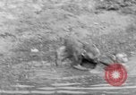 Immagine di Washington Park Zoo scimmie Milwaukee Wisconsin USA, 1933, secondo 57 filmato di repertorio 65675044356