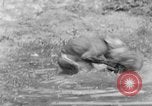 Immagine di Washington Park Zoo scimmie Milwaukee Wisconsin USA, 1933, secondo 58 filmato di repertorio 65675044356