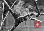 Immagine di Washington Park Zoo scimmie Milwaukee Wisconsin USA, 1933, secondo 60 filmato di repertorio 65675044356