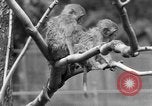 Immagine di Washington Park Zoo scimmie Milwaukee Wisconsin USA, 1933, secondo 61 filmato di repertorio 65675044356