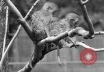 Immagine di Washington Park Zoo scimmie Milwaukee Wisconsin USA, 1933, secondo 62 filmato di repertorio 65675044356