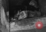 Standbild Henne mit Kätzchen Lepanto Arkansas USA, 1934, aus Sekunde 3 historischem Filmmaterial Videoclip 65675044370