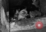 Standbild Henne mit Kätzchen Lepanto Arkansas USA, 1934, aus Sekunde 4 historischem Filmmaterial Videoclip 65675044370