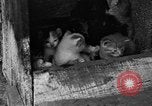 Standbild Henne mit Kätzchen Lepanto Arkansas USA, 1934, aus Sekunde 5 historischem Filmmaterial Videoclip 65675044370