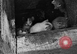 Standbild Henne mit Kätzchen Lepanto Arkansas USA, 1934, aus Sekunde 6 historischem Filmmaterial Videoclip 65675044370