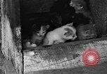 Standbild Henne mit Kätzchen Lepanto Arkansas USA, 1934, aus Sekunde 7 historischem Filmmaterial Videoclip 65675044370