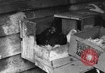 Standbild Henne mit Kätzchen Lepanto Arkansas USA, 1934, aus Sekunde 8 historischem Filmmaterial Videoclip 65675044370
