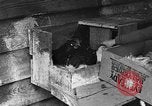 Standbild Henne mit Kätzchen Lepanto Arkansas USA, 1934, aus Sekunde 9 historischem Filmmaterial Videoclip 65675044370