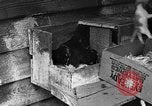 Standbild Henne mit Kätzchen Lepanto Arkansas USA, 1934, aus Sekunde 11 historischem Filmmaterial Videoclip 65675044370