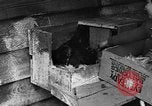 Standbild Henne mit Kätzchen Lepanto Arkansas USA, 1934, aus Sekunde 14 historischem Filmmaterial Videoclip 65675044370