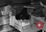 Standbild Henne mit Kätzchen Lepanto Arkansas USA, 1934, aus Sekunde 15 historischem Filmmaterial Videoclip 65675044370