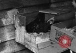 Standbild Henne mit Kätzchen Lepanto Arkansas USA, 1934, aus Sekunde 16 historischem Filmmaterial Videoclip 65675044370