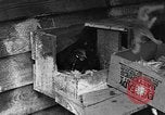 Standbild Henne mit Kätzchen Lepanto Arkansas USA, 1934, aus Sekunde 17 historischem Filmmaterial Videoclip 65675044370