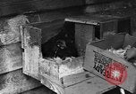 Standbild Henne mit Kätzchen Lepanto Arkansas USA, 1934, aus Sekunde 18 historischem Filmmaterial Videoclip 65675044370